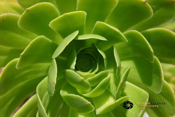 flowers-and-plants-035558A739-E3F3-078B-652E-5E061BA61E53.jpg