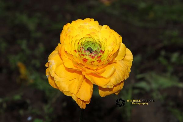 flowers-and-plants-05B7A02D85-A3FE-6B1F-B011-583E603CA78F.jpg