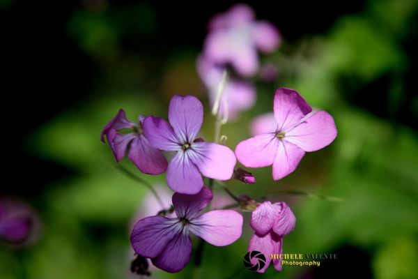 flowers-and-plants-06DD0E45D1-A4BB-5579-11D0-4391C0F671E5.jpg