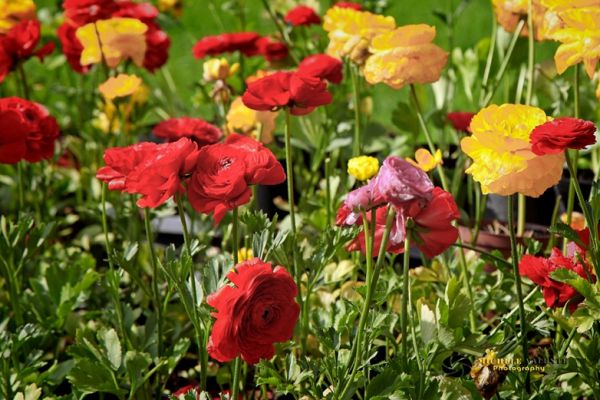 flowers-and-plants-0819F6E1BE-4171-A93F-F9E0-B59C7534A30E.jpg