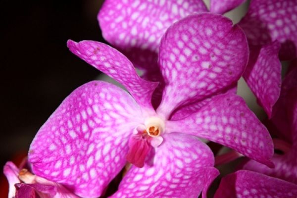 flowers-and-plants-09B60E5B34-6E57-7495-30FB-213163A67867.jpg