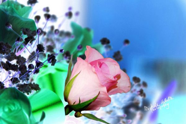 flowers-and-plants-129E21FBD4-F2D3-CE77-E4FF-FDD2E5E04A34.jpg