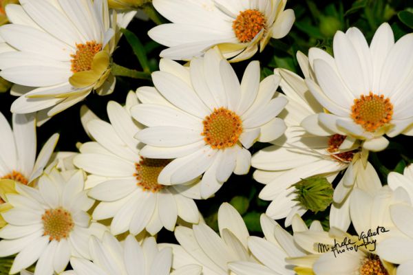 flowers-and-plants-158852E030-155A-179B-B6B8-E222E01DF511.jpg