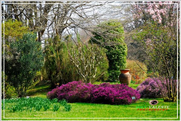 flowers-and-plants-20C57C4624-8B34-04B6-052C-350253B0DE99.jpg