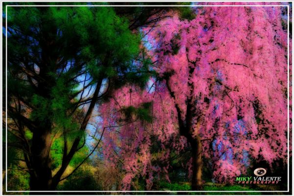 flowers-and-plants-21751AA2C8-46D3-1294-907A-1C8D89936BD1.jpg