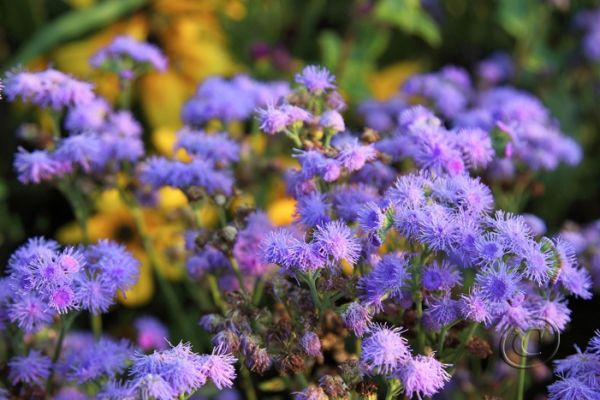 flowers-and-plants-22C7159215-183A-2870-D198-BBA0212480DD.jpg