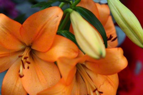 flowers-and-plants-235AF06108-2B5C-9FFF-5788-E09001E29E64.jpg