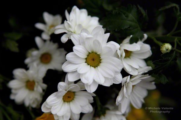 flowers-and-plants-24F04B1575-057C-2E16-29CE-6D194D4C2826.jpg