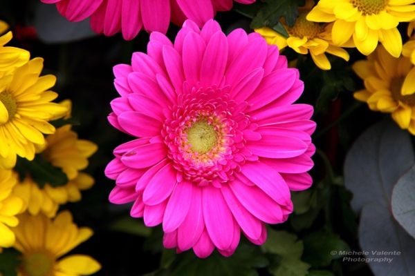 flowers-and-plants-2521B10426-01F0-F50C-22AE-E63EDA9FC53B.jpg