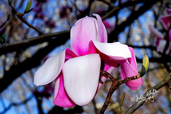 flowers-and-plants-27FE25A106-315F-8744-DF5A-643047185B67.jpg
