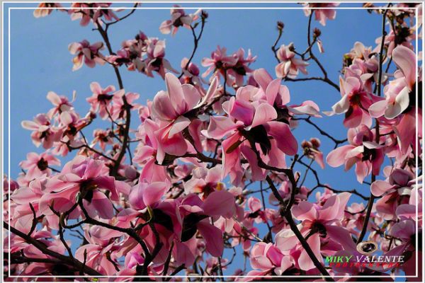 flowers-and-plants-284E0C10C1-BF2B-7F23-FB75-691B3F618539.jpg