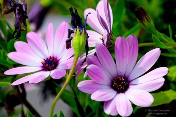 flowers-and-plants-306BE3590F-C0A1-98B0-8ADA-9C7F8384BBE0.jpg