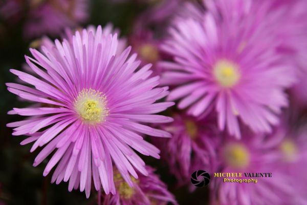 flowers-and-plants-32A356FFD9-E7EA-44F8-812D-D01D6B76A92B.jpg