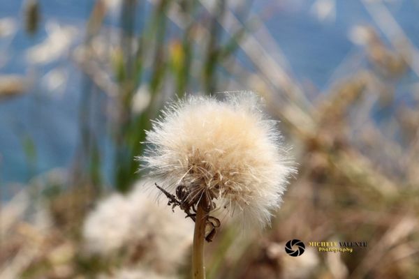 flowers-and-plants-3310608FDB-FD65-32BA-692F-8F915D0EEED6.jpg