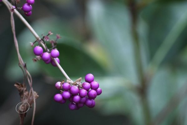 flowers-and-plants-347E2CBF55-27BB-974B-917F-7DCD482B623F.jpg
