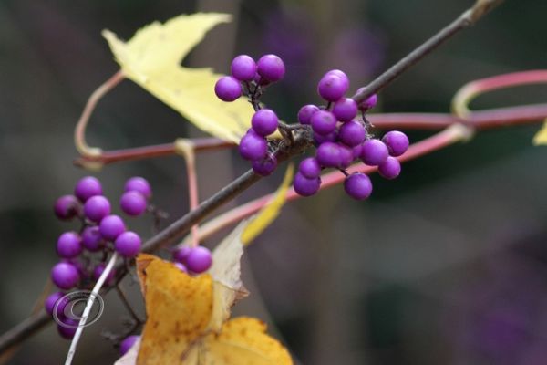 flowers-and-plants-35294A5FF5-6C1F-FCA2-12B4-E060F29C7FD9.jpg