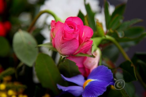 flowers-and-plants-3643678F01-4963-B3A8-21D2-007AC17E57D1.jpg