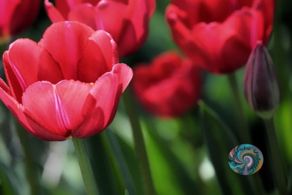 flowers-and-plants-3751F307F2-51AE-114B-94BE-69BA1DF1EBCA.jpg