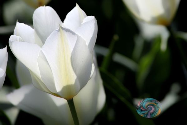 flowers-and-plants-3845B88CB1-260B-0AFB-55E0-C766281DF7FE.jpg