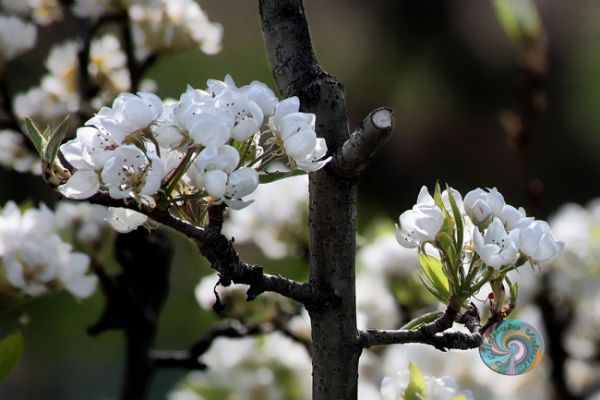 flowers-and-plants-39DC946F3B-C534-1134-1C12-DE35C668E2BB.jpg