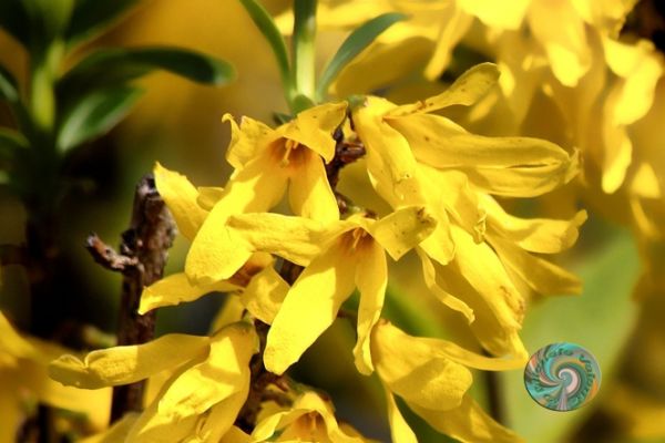 flowers-and-plants-400588DE19-0FC8-0B99-5AF0-21D3E6D266FE.jpg
