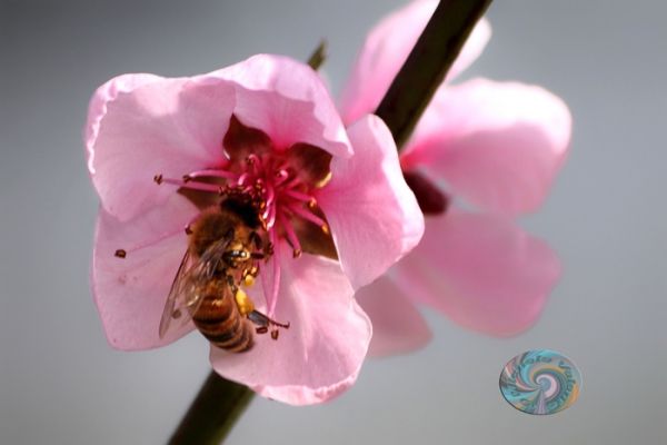 flowers-and-plants-4175F15A80-8E32-BFE2-5222-381490EA12F4.jpg