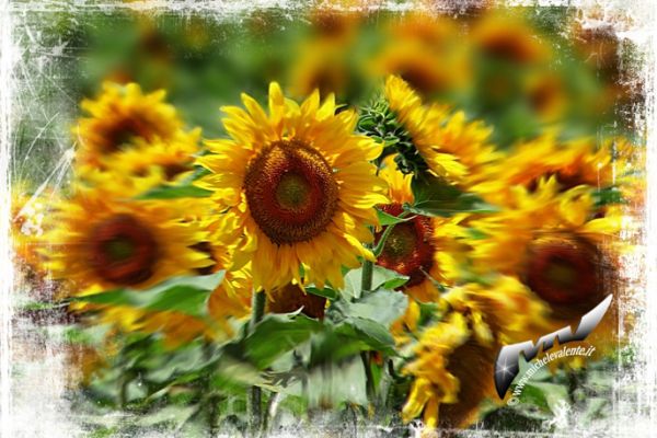 flowers-and-plants-457488B73F-4094-1F18-0FD4-6191C76AE3D0.jpg