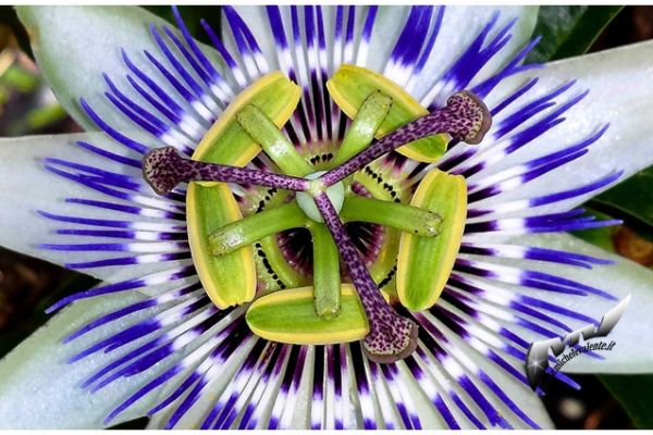 flowers-and-plants-4663A0D747-B7D3-F1B1-CAD5-ECCD45548135.jpg