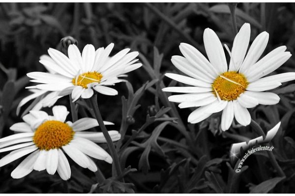 flowers-and-plants-4710B6EABA-E9C9-6E7B-0102-BE71001F8633.jpg