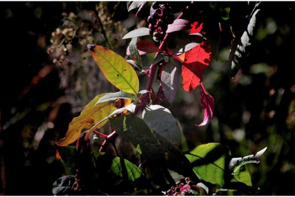 flowers-and-plants-481E35E5E2-8BE1-4112-3AE8-FD0A0265ADE3.jpg