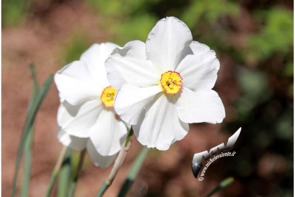 flowers-and-plants-50260F7977-6464-7D7F-100F-7C5B34981020.jpg