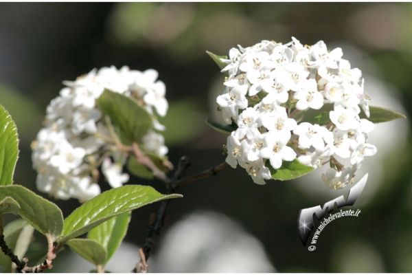 flowers-and-plants-5153502C11-10FF-3883-A90D-D2E27D4E9154.jpg