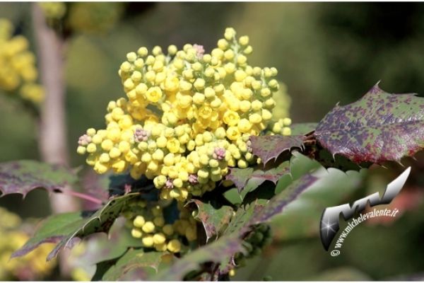 flowers-and-plants-52F57D383A-83AE-FCF6-F4B2-2DD2C1FA3EA7.jpg