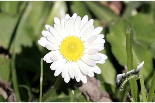flowers-and-plants-5309B2E154-1FDC-677D-C578-DDD23B458D2D.jpg