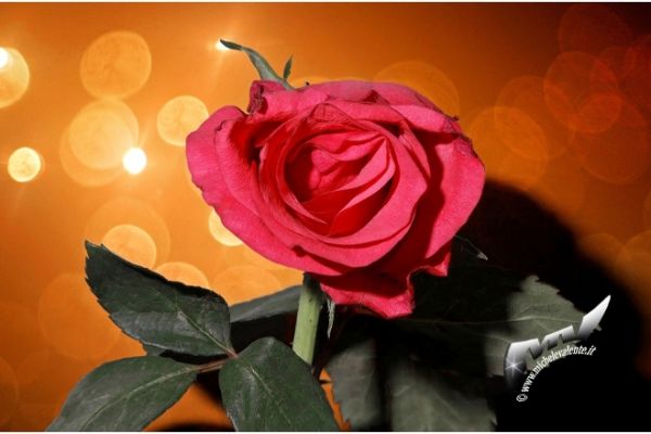 flowers-and-plants-560A6098C4-C8CA-3BF9-413C-A9E3DFB52C67.jpg