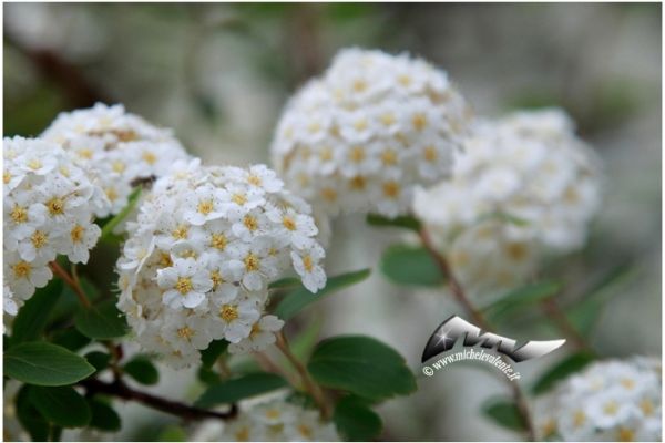 flowers-and-plants-57CD8629B2-42C9-1D2B-D499-8777B0551B7D.jpg