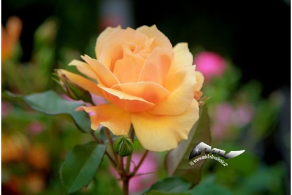 flowers-and-plants-5921B81F19-EFEE-7406-5856-CB8D9AE3C02B.jpg