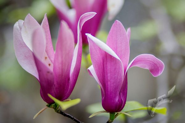 flowers-and-plants-680DF913EB-AED7-D747-2EFE-84B8A8C15FCB.jpg