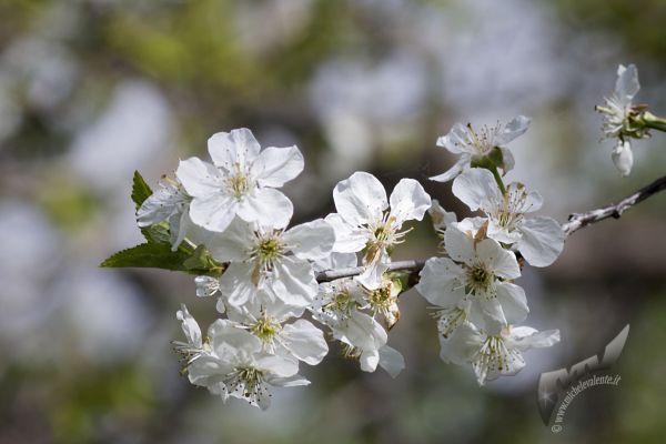 flowers-and-plants-699925C14F-EA90-7320-D973-72206B19B687.jpg