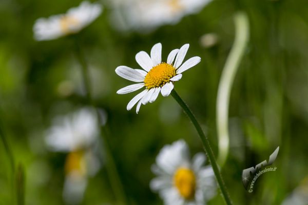 flowers-and-plants-72846D449F-6BE8-4576-1E7C-67C032AA6D27.jpg