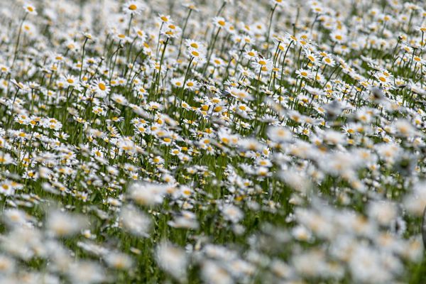 flowers-and-plants-73E4679587-2B41-2C8F-D0B9-7AA723E7DCEF.jpg