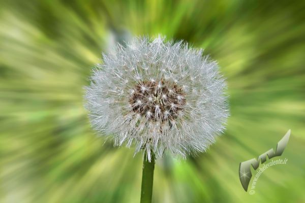 flowers-and-plants-742C5E2C2C-4E7A-C864-32CB-31D1A973C674.jpg