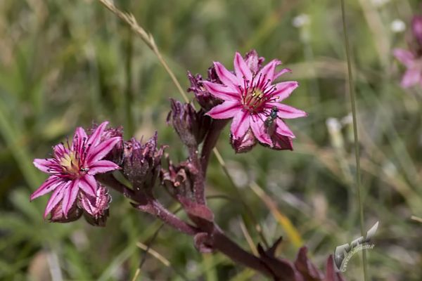 flowers-and-plants-750516CCAF-1661-1D42-32B1-1D999020EBEB.jpg