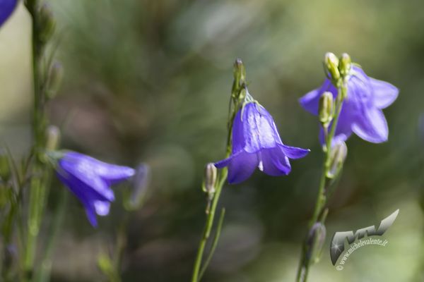 flowers-and-plants-7668BEF185-C915-432E-9BD1-FF813D470D1D.jpg