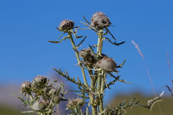 flowers-and-plants-778410F2EF-C52C-801E-0F77-C1CD8FA4910E.jpg