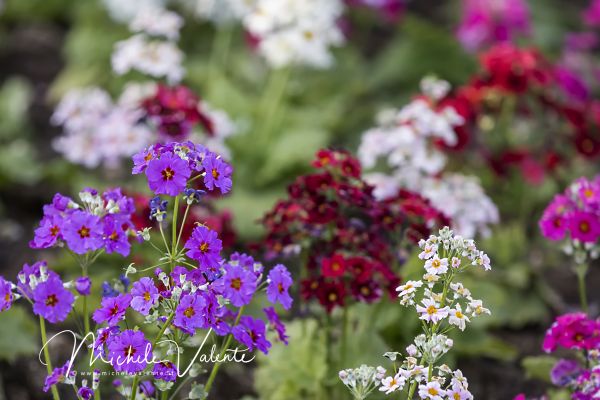 flowers-and-plants-7949CD82C3-FD89-008C-D71C-3772D23F59AD.jpg