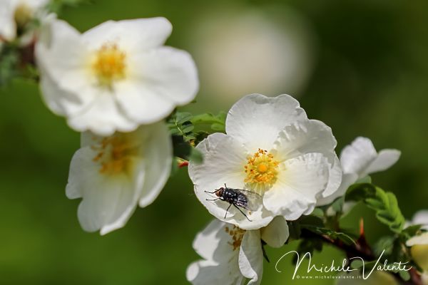 ortobotanico-03C2E0A8F3-53B3-BF3F-26BE-9B764F54A438.jpg