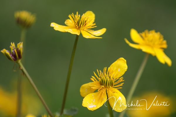 ortobotanico-044B7D4504-0CA1-7EFE-DE51-855E040B96D3.jpg