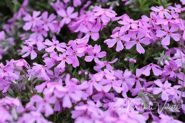 ortobotanico-084160C3C8-42C4-ABA7-2D7A-83F5B7211374.jpg