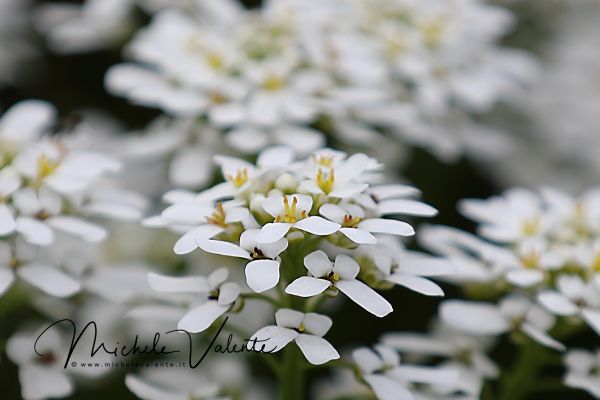 ortobotanico-103A35ECC2-7927-FA40-791C-3E43248C79CF.jpg